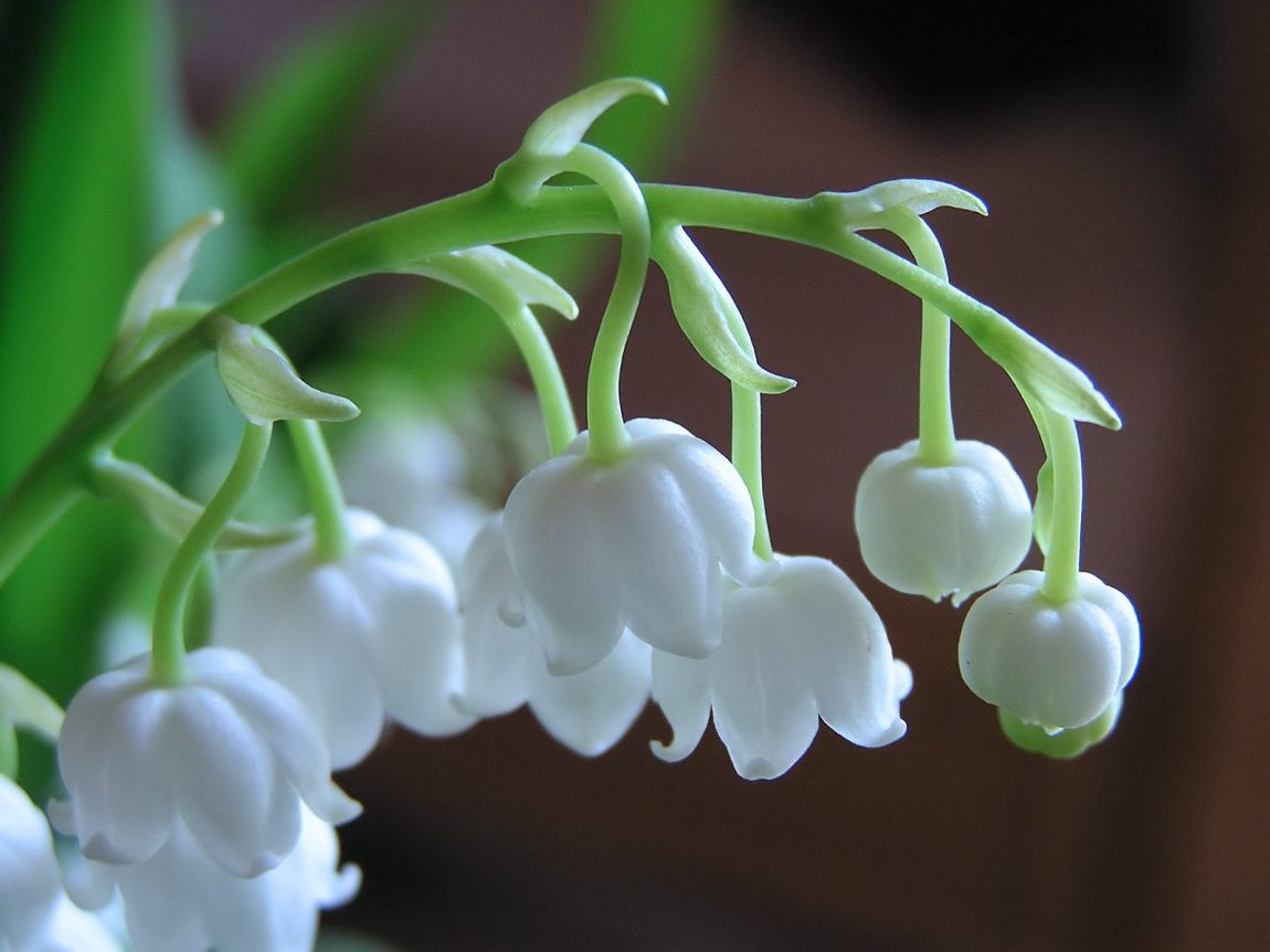 lily-of-valley-02.jpg