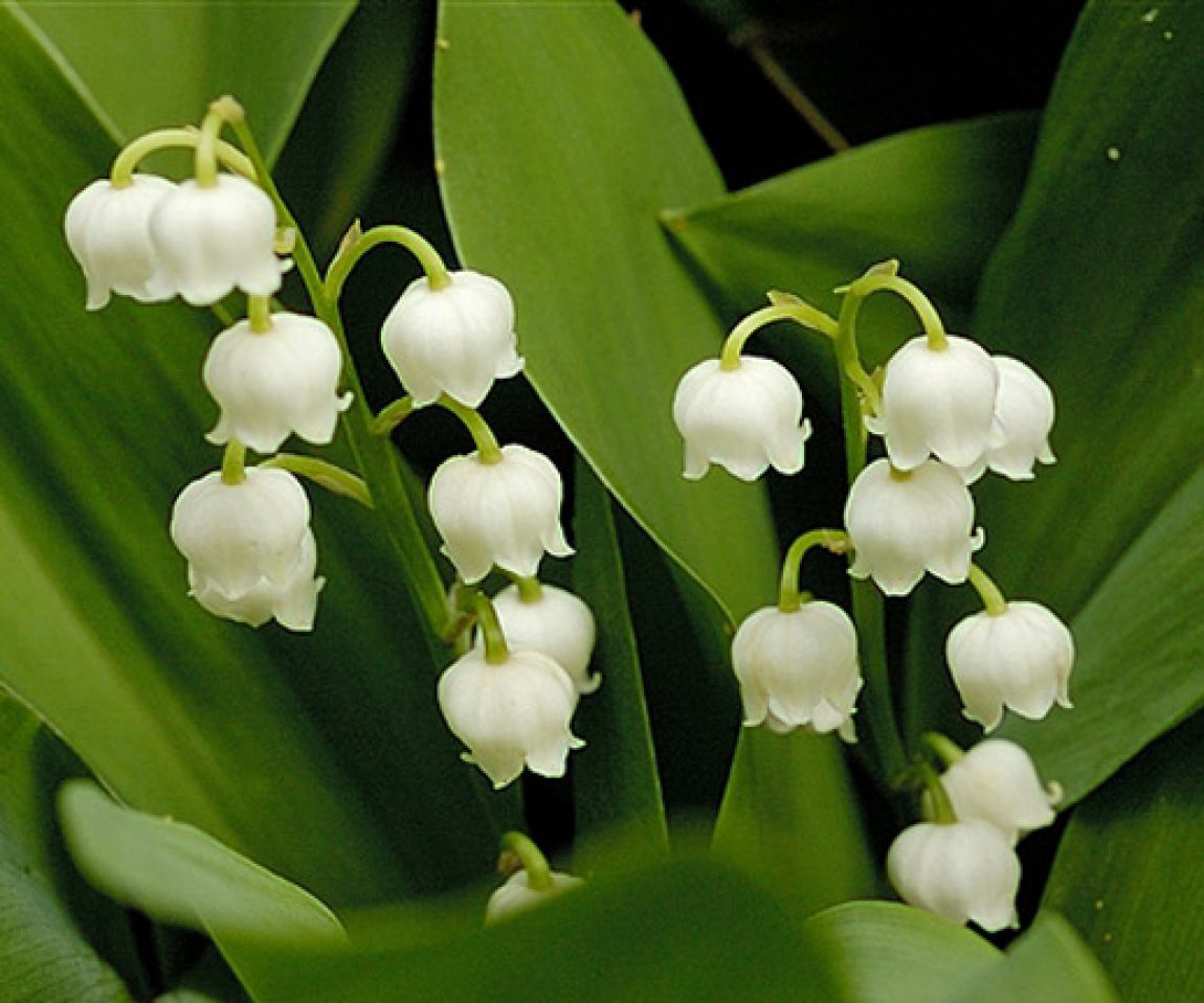 lily-of-valley-06.jpg